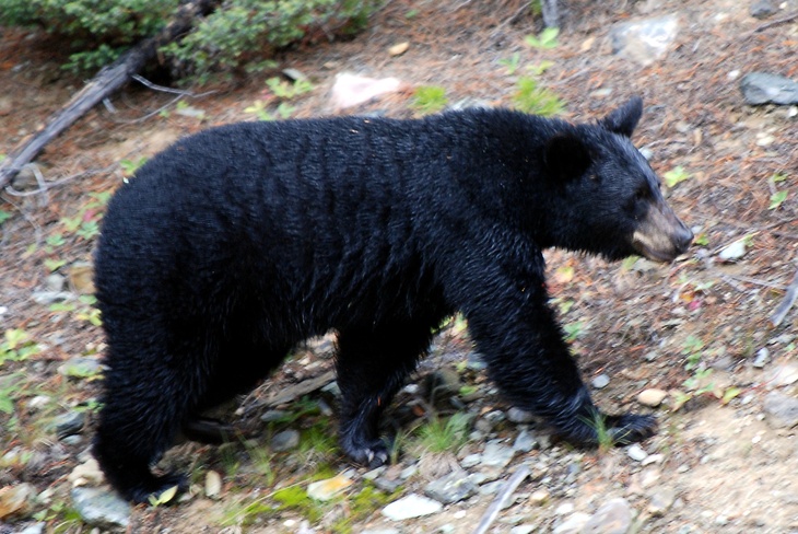 Россияне определили, достоин ли медведь своего звания «символ России»