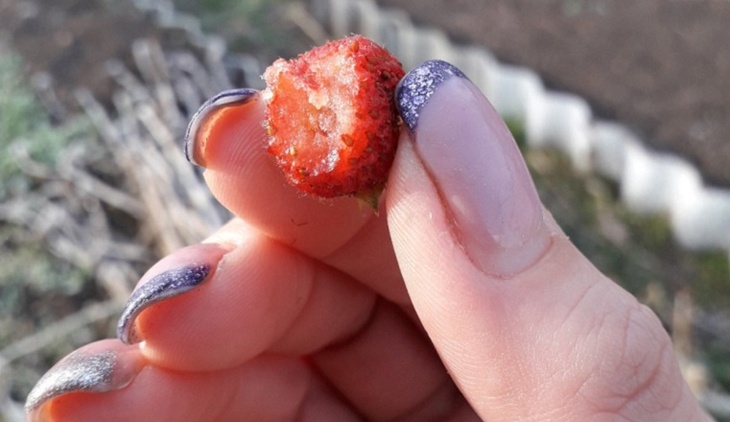 Садоводы делятся снимками свежих ягод клубники