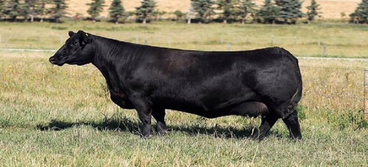 На аукционе в Канаде черную корову выкупили за 106 тысяч долларов