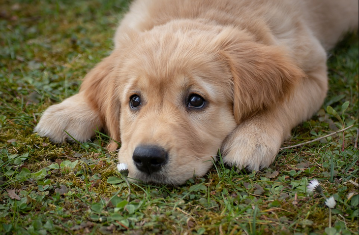 щенок на траве