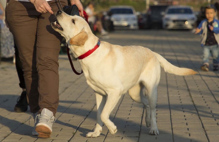 Ученые вывели точную формулу «человеческого» возраста собак