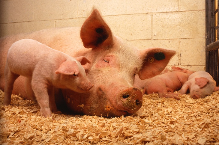«Свинарник во всех смыслах»: в многоэтажке поселили свиней на «радость» соседям