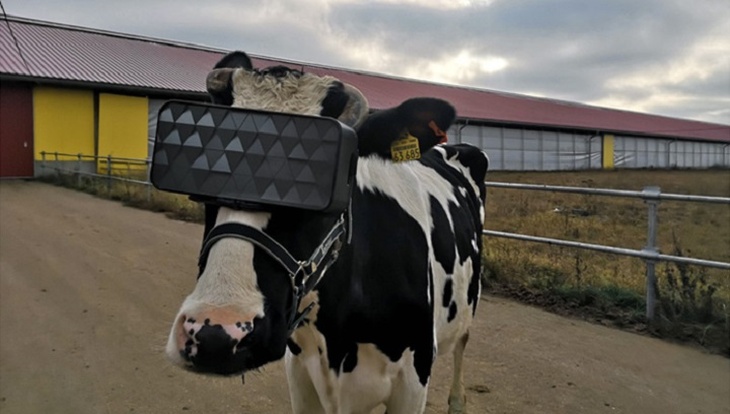 Корова в очках виртуальной реальности