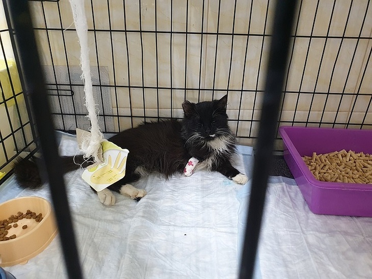 У кота по кличке Мармелад откушена лапа