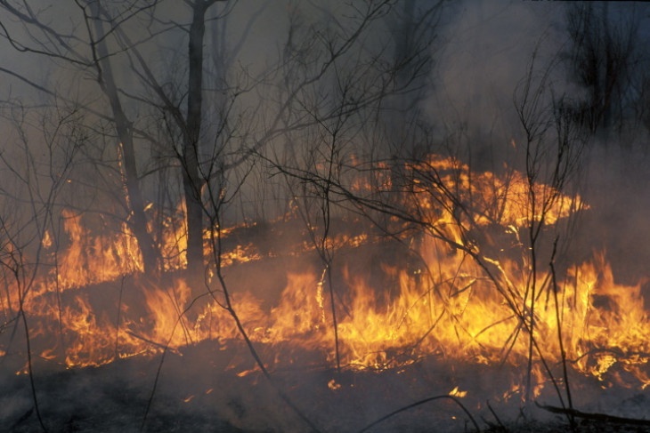 Эколог прокомментировал целесообразность тушения лесных пожаров