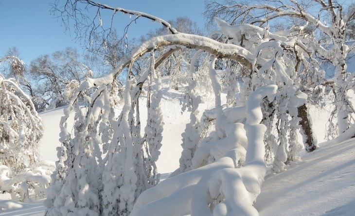 В Центральной России накануне Нового года пойдет снег