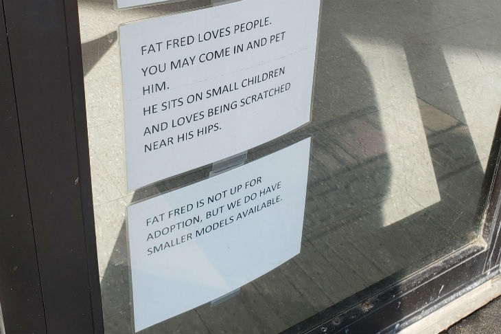 Ветклиника разметила забавные объявления о самочувствии толстого кота Ветеринары с юмором ответили на вопросы о толстом коте