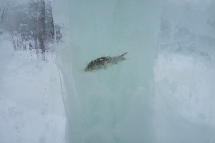 Рыбок, вмерзших в ледовый дворец в Тюмени, удалили
