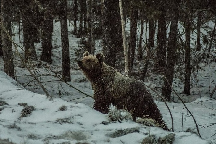 Медведь в лесу