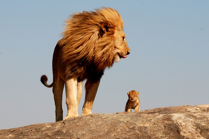 Лев и львенок