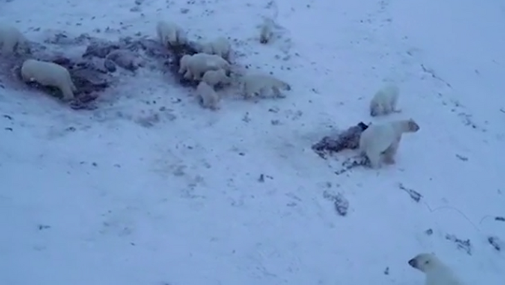 Голодные и тощие медведи не могут выбраться из села на Чукотке