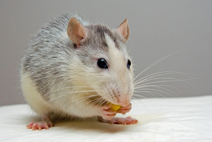 Требуют места и шумят ночами: ветеринар призывал в год Крысы не спешить с покупкой грызунов 