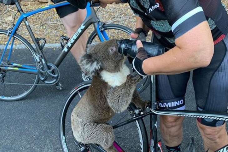 Девушка-велосипедист напоила страдающую от жажды коалу