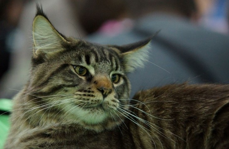 И котов посчитают: кабмин поддержал проект закона о чипировании животных