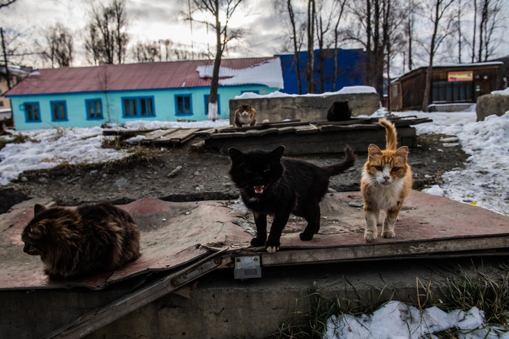 Магаданская область, Усть-Омчуг. Котята греются на теплотрассе.