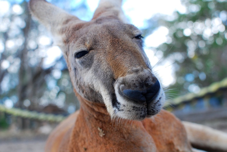 В Австралии с воздуха сбросили тысячи килограммов моркови для голодных животных