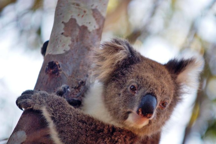 коала на дереве