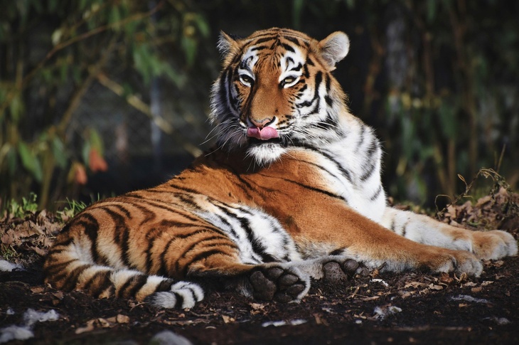 Иглоукалывание и нагрузки для толстых котов: тигрицу в Москве отправили в клинику для похудения