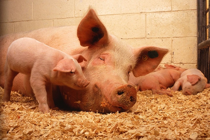 Свинское отношение: в США появилась вакансия обнимателя поросят