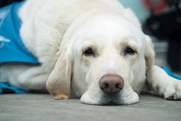 Собаки-поводыри в России достаются только одному слепому из ста
