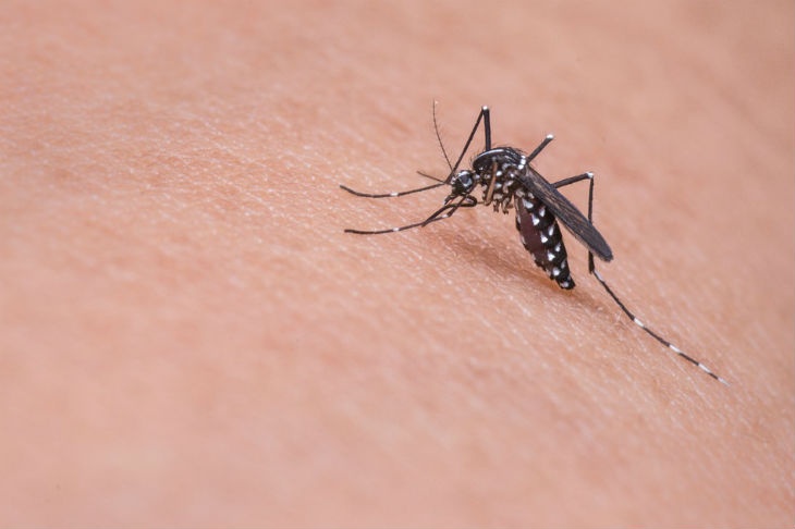 Из-за аномально теплой зимы могут исчезнуть комары