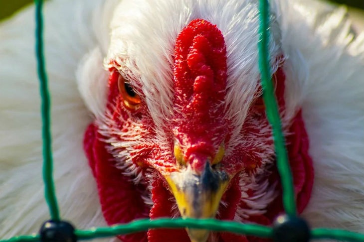 В Китае заявили о вспышке птичьего гриппа