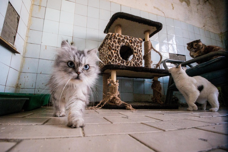 Кошки в приюте для животных