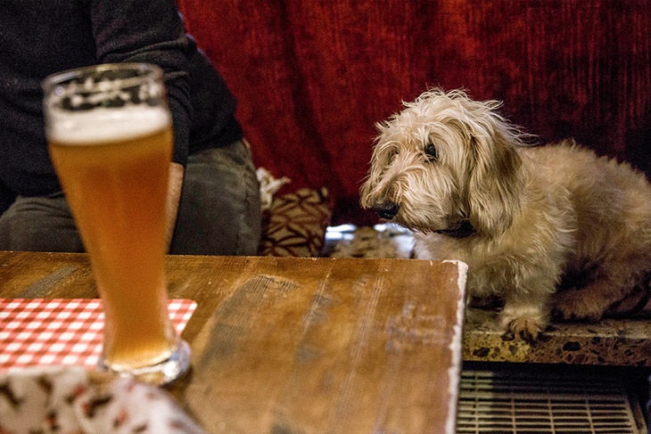 Собака с пивом