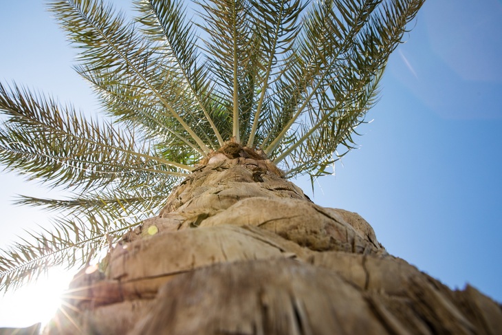 Пальмы времен царя Ирода: ученые смогли «оживить» семена возрастом 1900 лет