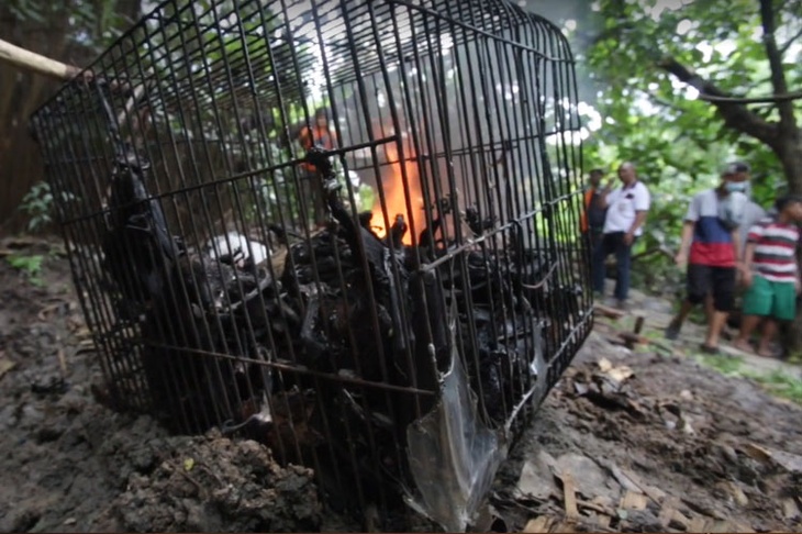 В Индонезии сожгли сотни летучих мышей