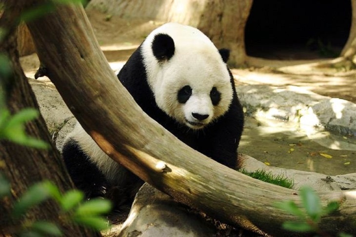Посетительниц Московского зоопарка поздравит с 8 марта панда в цветах