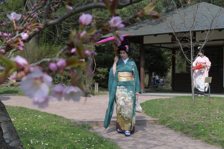 Японцы нарушили запрет и вышли смотреть цветение сакуры