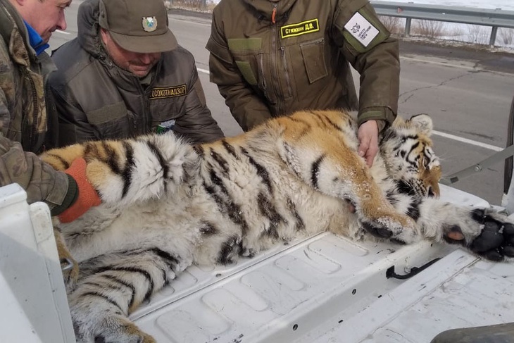Раненая тигрица, попавшая в ДТП в Хабаровском крае