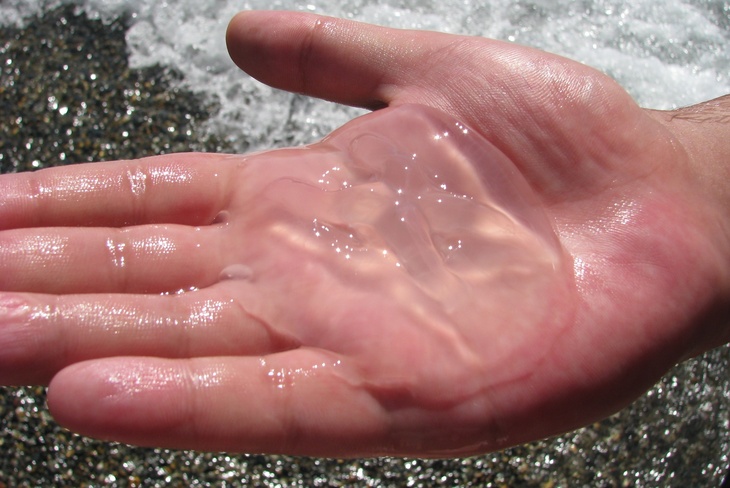 С помощью медуз можно будет получить искусственную кожу