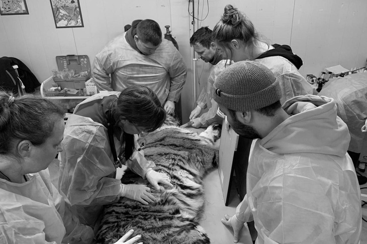 Операция по спасению тигрицы