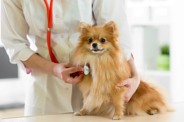 Врачи Гонконга проверяют анализы домашней собаки у которой подозревают коронавирус