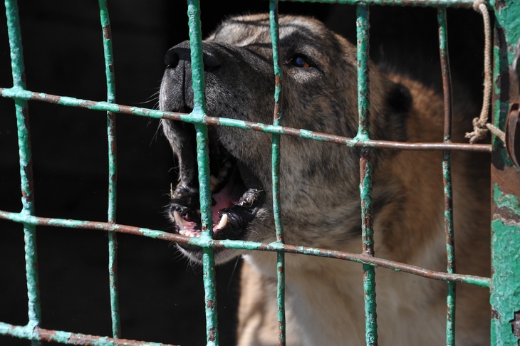 Кинологи выступили против соблюдения собаками КоАП