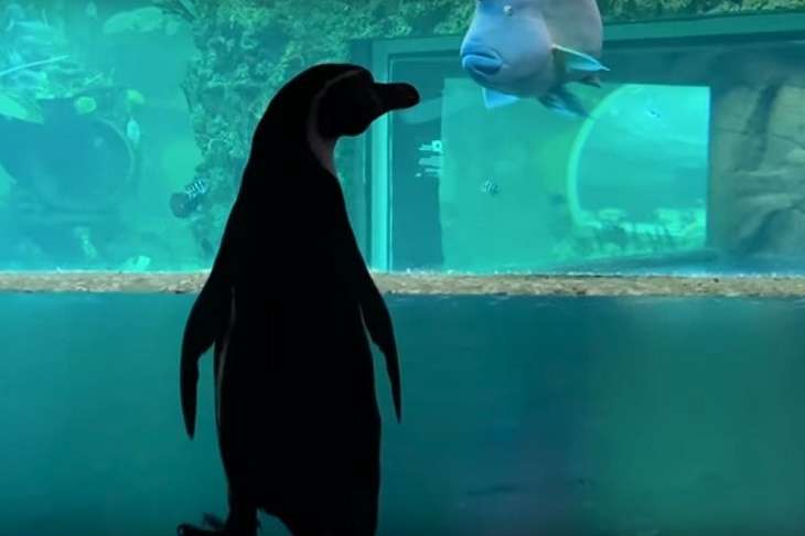 Пингвины во время карантина гуляют по Океанариуму