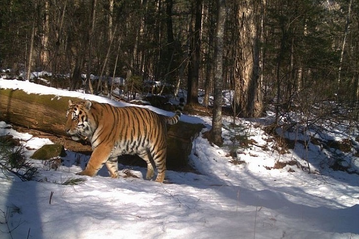 Знаменитый тигр Амур ищет опекуна
