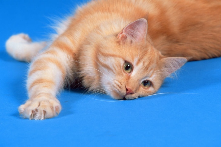 Ученые составили шкалу кошачьих гримас