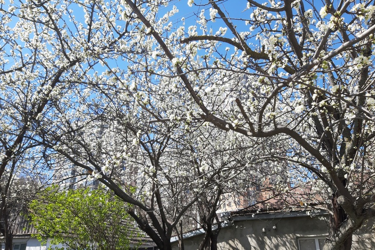 Владислав Гончаров: «Cвященный кавказский обряд "шашлындос" не отменит ни одна эпидемия»