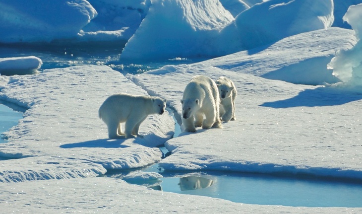 Ученые заявили об опасной таянии льда в Арктике