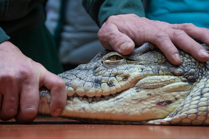 Мать спасла сына от голодного крокодила
