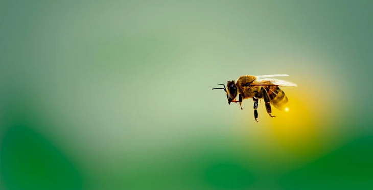 «Это неправильные пчелы»: учеными найдены пчелы-зомби