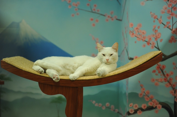 Кошка в японском стиле.