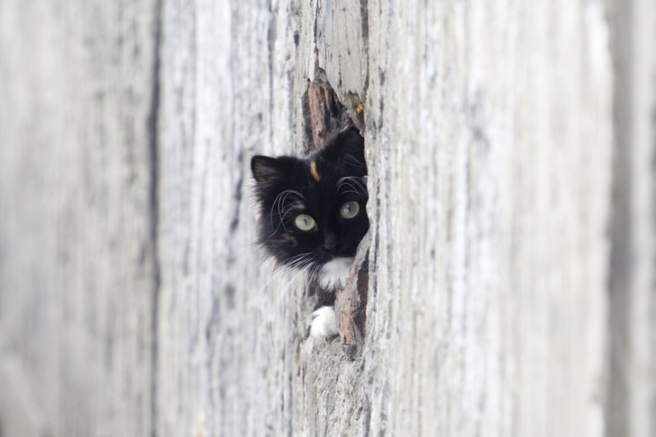 Кошка выглядывает из подвала