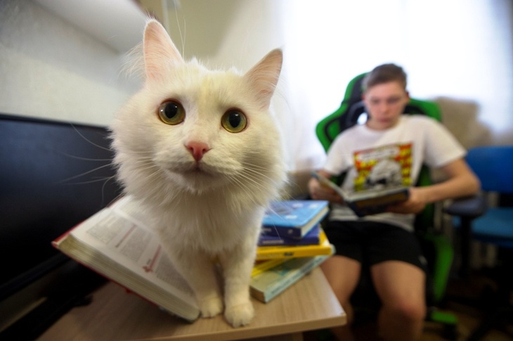 Дрессировщик Юрий Куклачев критикует мнение ученых о том, что кошки заразны