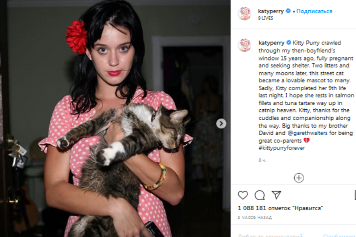 Кэти Перри убита горем из-за смерти любимой питомцы Китти