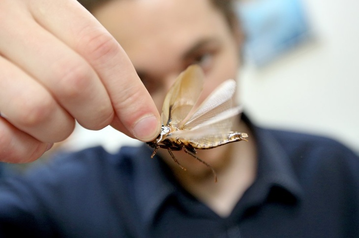 Мухи или комары: кто из них может переносить COVID-19