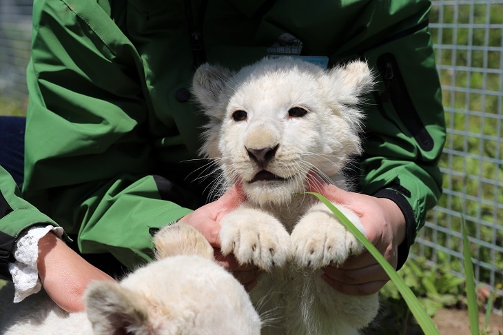 Два белых львенка родились в зоопарке на Кипре